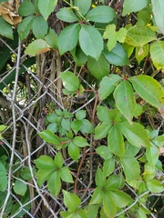 Parthenocissus quinquefolia image