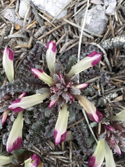 Pedicularis centranthera