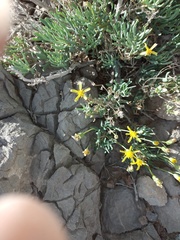 Asteraceae