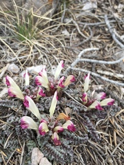 Pedicularis centranthera