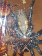 Mygalomorphae