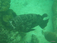 Epinephelus fuscoguttatus