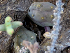 Piaranthus comptus