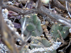 Piaranthus comptus