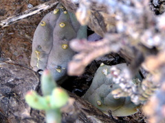 Piaranthus comptus