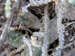 Piaranthus comptus
