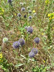 Eryngium vaseyi