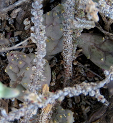 Piaranthus comptus