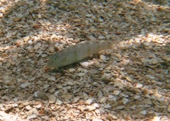 Cymolutes lecluse