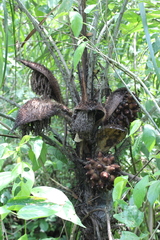 Astrocaryum mexicanum