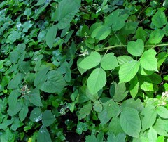 Rubus dasyphyllus