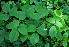 Rubus dasyphyllus