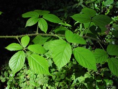 Rubus dasyphyllus