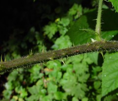 Rubus dasyphyllus