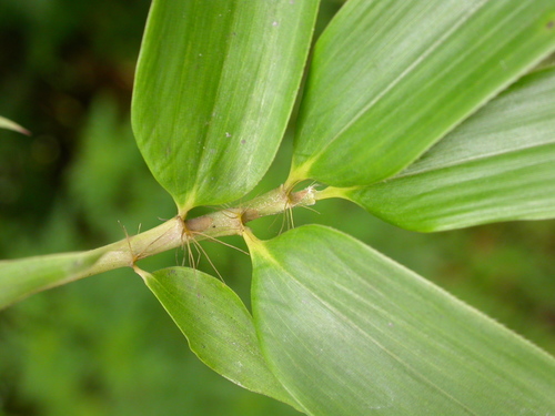 Phyllostachys aurea