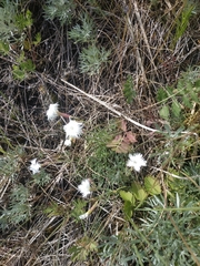 Dianthus acicularis