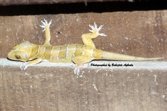 Hemidactylus eniangii