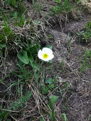 Ranunculus kuepferi