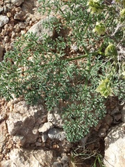 Magnoliopsida