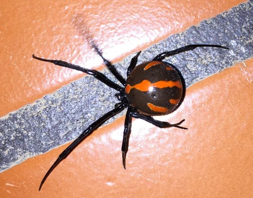 Latrodectus occidentalis
