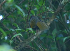 Trochalopteron melanostigma