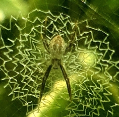 Argiope