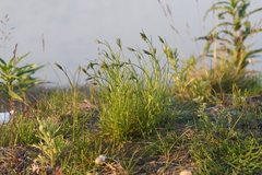 Campanula rotundifolia