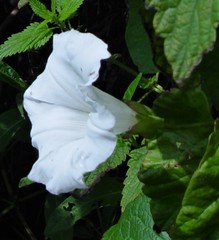 Calystegia × lucana