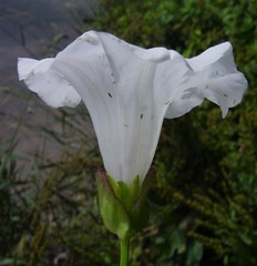 Calystegia × lucana