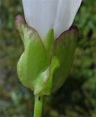 Calystegia × lucana