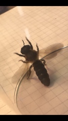 Megachile sculpturalis