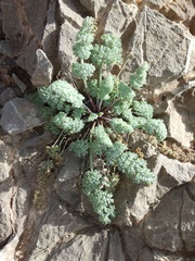 Magnoliopsida