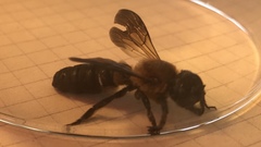 Megachile sculpturalis