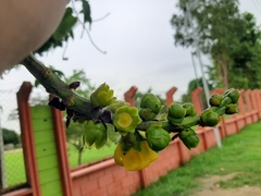 Lecythis