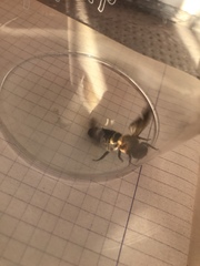 Megachile sculpturalis