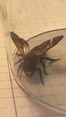Megachile sculpturalis