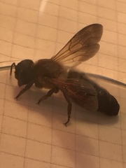 Megachile sculpturalis