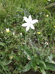 Paradisea liliastrum