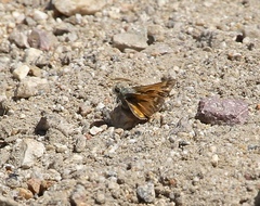 Hesperia juba