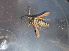 Bembecia ichneumoniformis