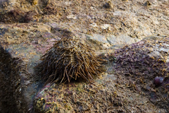 Temnopleurus reevesii