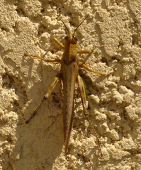 Anacridium aegyptium