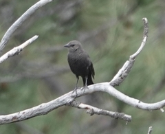 Euphagus