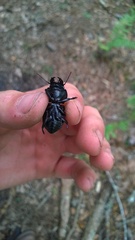 Pasimachus punctulatus