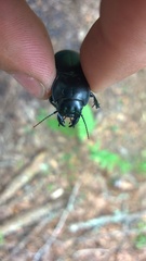 Pasimachus punctulatus