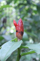 Costus pulverulentus