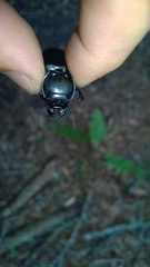 Pasimachus punctulatus