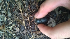 Pasimachus punctulatus