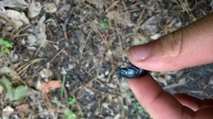 Pasimachus punctulatus