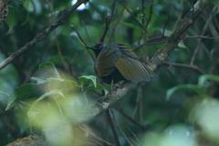 Trochalopteron melanostigma